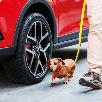 Small dog on a yellow leash walking beside a red car
