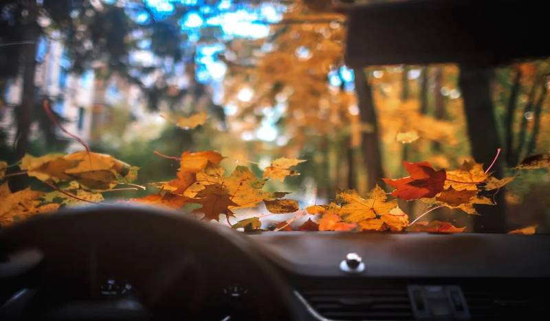 Autumn leaves on a car windshield viewed from inside the car